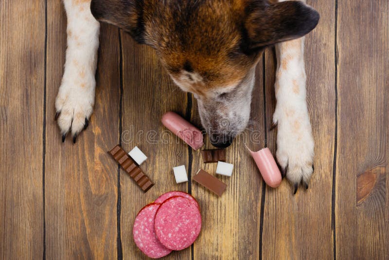 Hond die verboden voedsel eten Ongezonde maaltijd voor dieren royalty-vrije stock fotografie Hond die verboden voedsel eten Ongezonde maaltijd voor dieren royalty-vrije stock fotografie