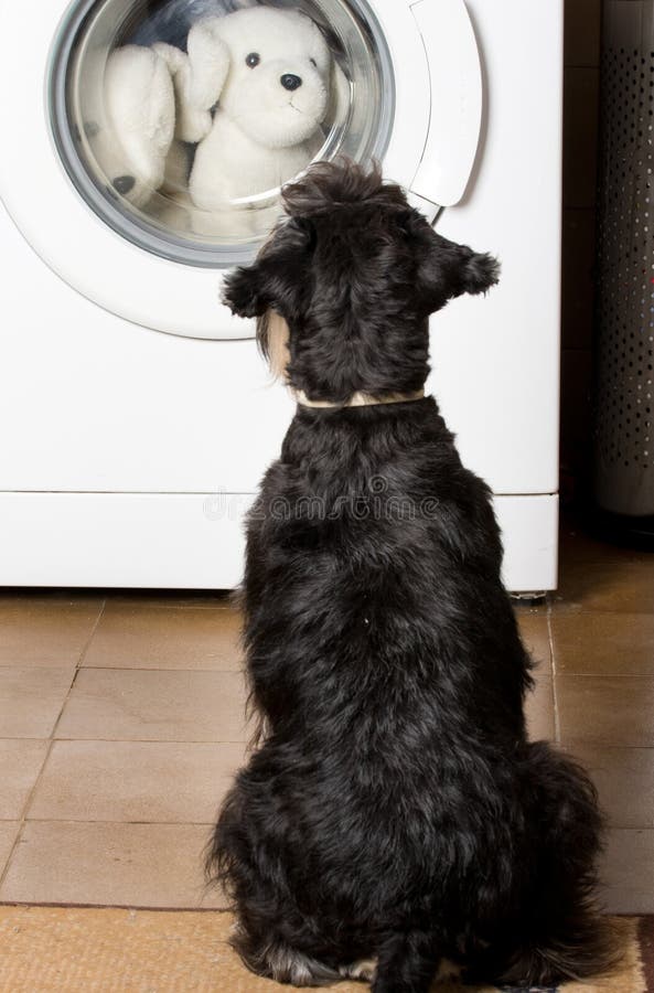 Hond die wasmachine bekijken stock afbeeldingen Hond die wasmachine bekijken stock afbeeldingen