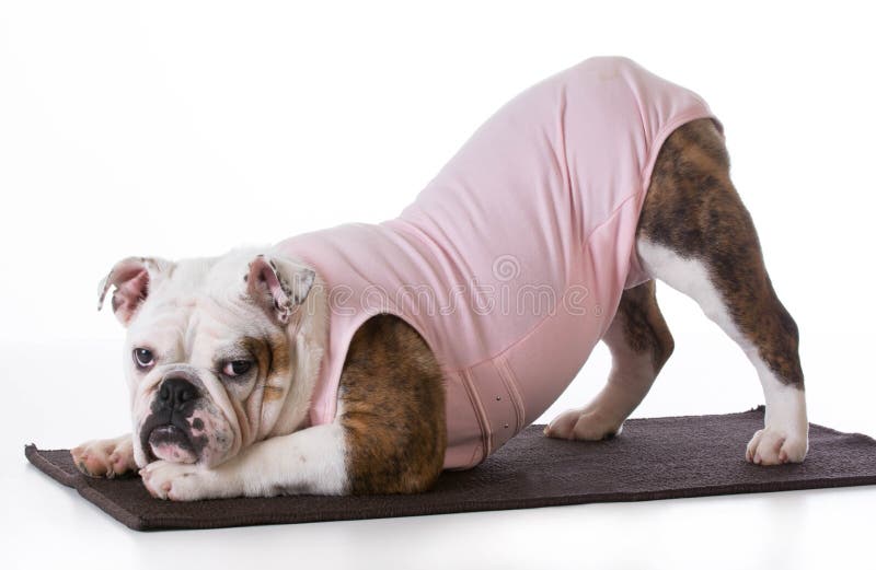 Hond die yoga doen Hond die yoga doen