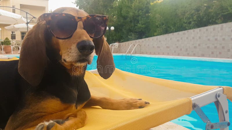 Hond die zonnebril dragen die op een ligstoel zitten Een grappig ogenblik