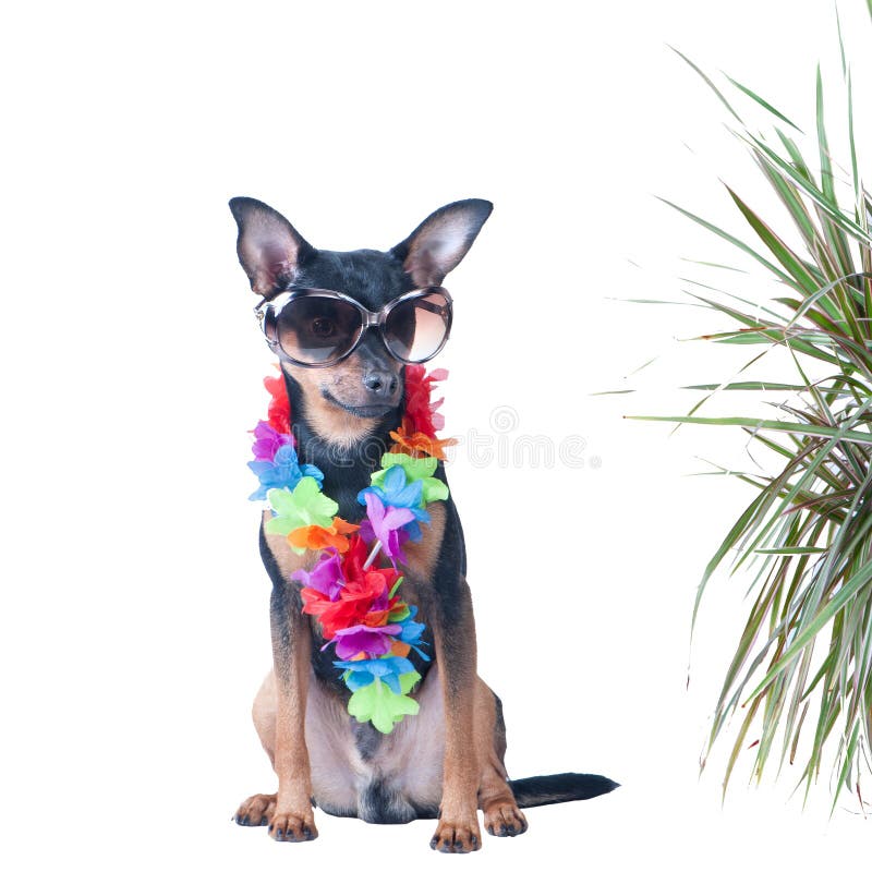 Dog, a puppy in the Hawaiian style isolated. Tourist, traveler., Fashion. Toy Terrier. Dog, a puppy in the Hawaiian style isolated. Tourist, traveler., Fashion. Toy Terrier