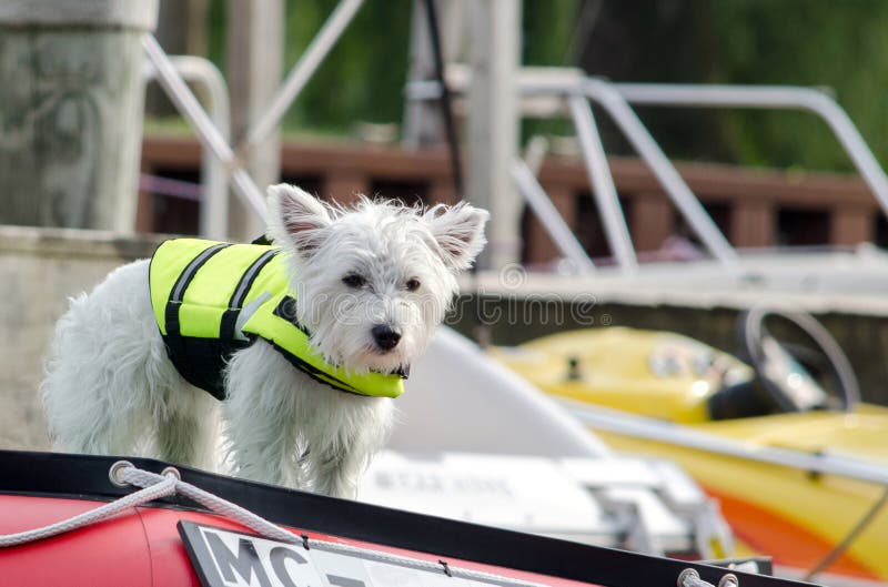 Hond in een reddingsvest op sloependek stock fotografie Hond in een reddingsvest op sloependek stock fotografie