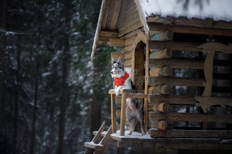 Hond in een rode sjaal bij het blokhuis Grens Collie In Winter Huisdier bij gang stock foto Hond in een rode sjaal bij het blokhuis Grens Collie In Winter Huisdier bij gang stock foto