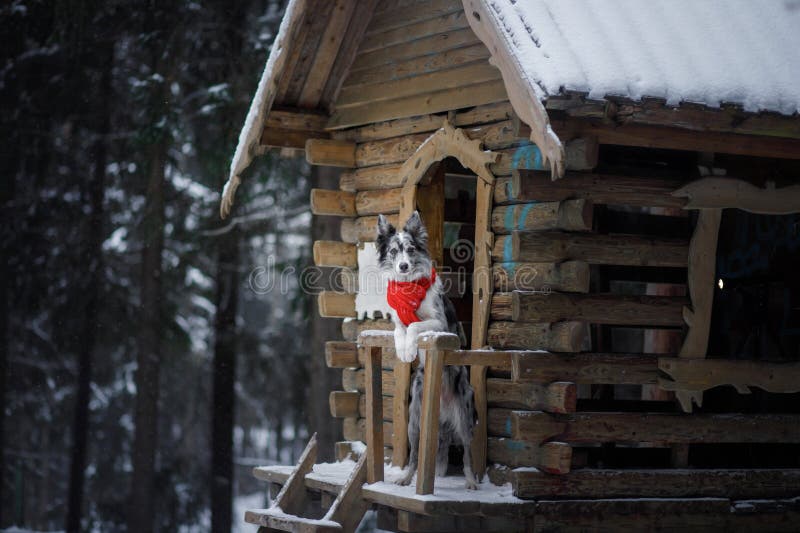 Hond in een rode sjaal bij het blokhuis Grens Collie In Winter Huisdier bij gang royalty-vrije stock afbeelding Hond in een rode sjaal bij het blokhuis Grens Collie In Winter Huisdier bij gang royalty-vrije stock afbeelding