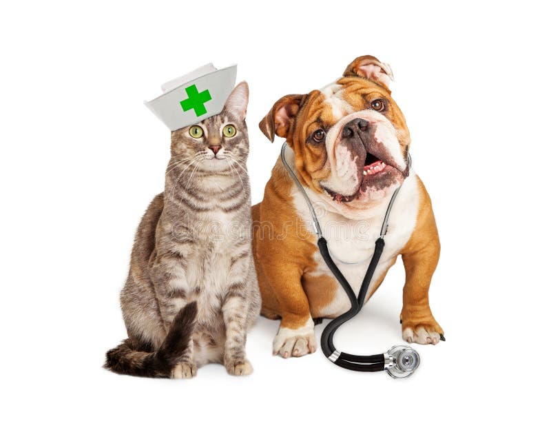 Hond en Cat Veterinarian en Verpleegster royalty-vrije stock fotografie Hond en Cat Veterinarian en Verpleegster royalty-vrije stock fotografie