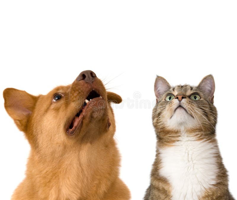 Hond en kat die omhoog eruit zien royalty-vrije stock foto's Hond en kat die omhoog eruit zien royalty-vrije stock foto's