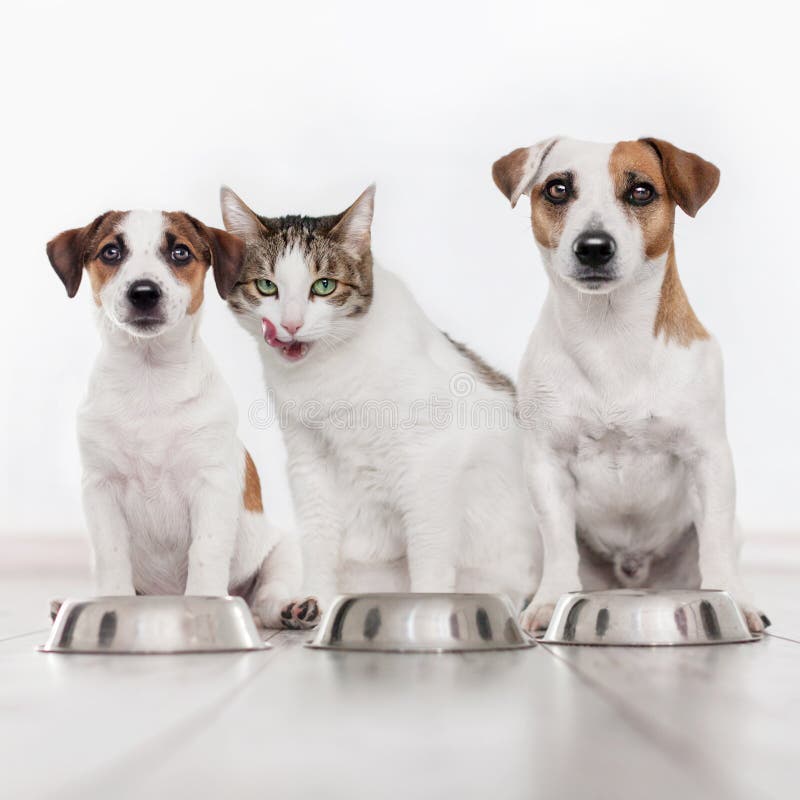 Hond en kat die voedsel eten
