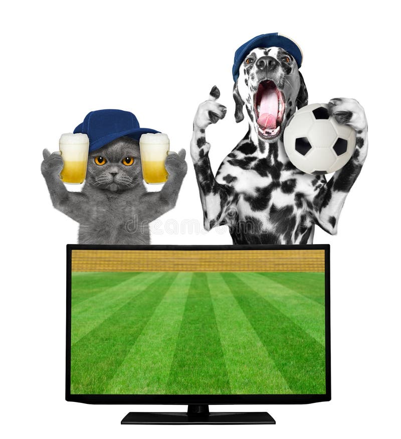 Hond en kat met bal en de voetbalkampioenschap van de bierventilator