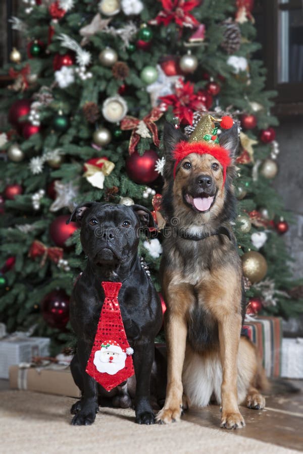 Hond en Kerstmisboom royalty-vrije stock afbeelding Hond en Kerstmisboom royalty-vrije stock afbeelding
