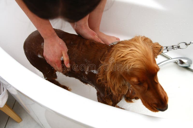 Hond in bad stock afbeeldingen