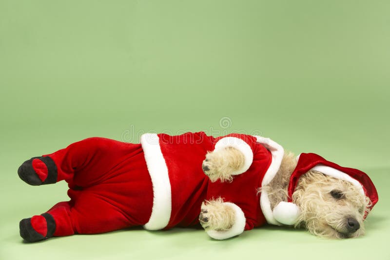 Hond in het Kostuum van de Kerstman stock fotografie Hond in het Kostuum van de Kerstman stock fotografie