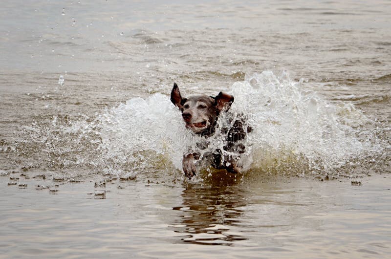 Hond het spelen in het geluid royalty-vrije stock fotografie Hond het spelen in het geluid royalty-vrije stock fotografie