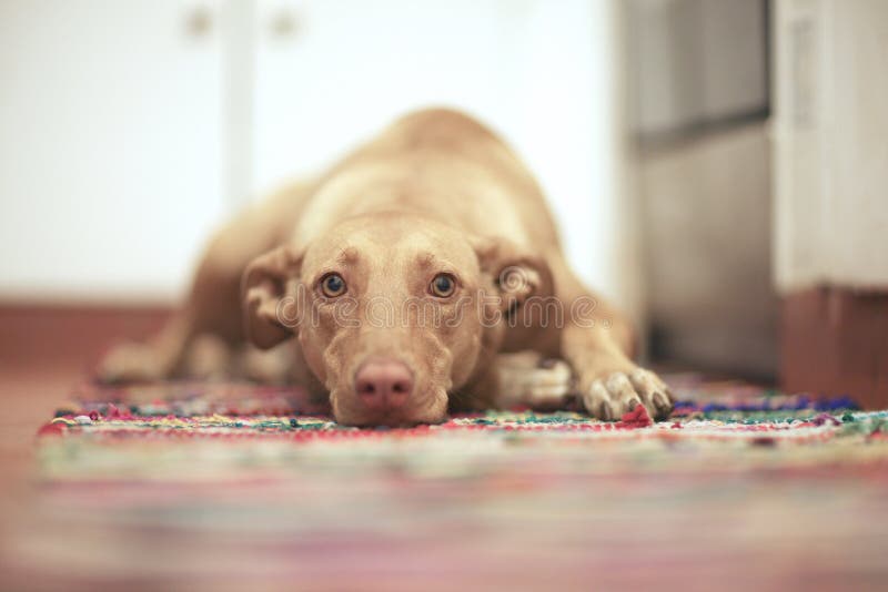 Hond, huisdier, liggend op de vloer royalty-vrije stock afbeeldingen
