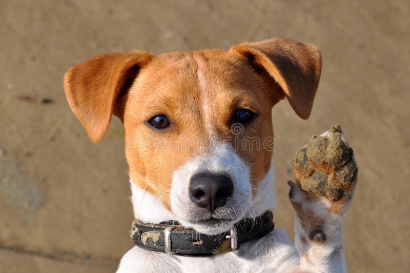 Hond, Jack Russell royalty-vrije stock foto Hond, Jack Russell royalty-vrije stock foto