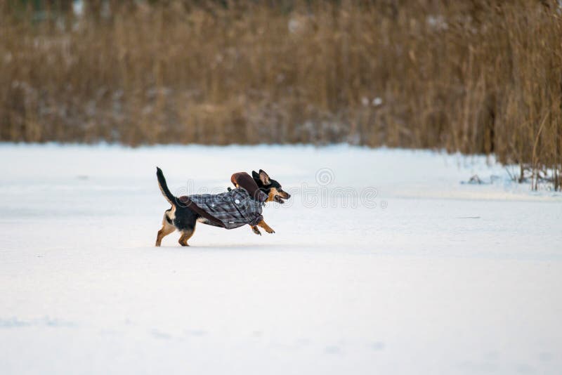 Hond met de klerenwinter die in werking wordt gesteld royalty-vrije stock afbeelding Hond met de klerenwinter die in werking wordt gesteld royalty-vrije stock afbeelding