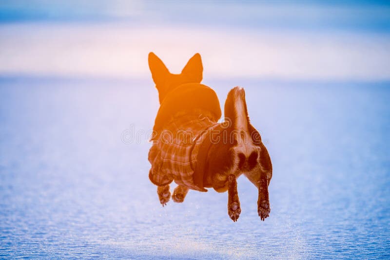 Hond met de klerenwinter die in werking wordt gesteld royalty-vrije stock fotografie Hond met de klerenwinter die in werking wordt gesteld royalty-vrije stock fotografie
