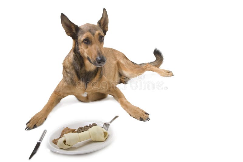 Pampered Belgian Malinois with dog diner on a plate. Pampered Belgian Malinois with dog diner on a plate