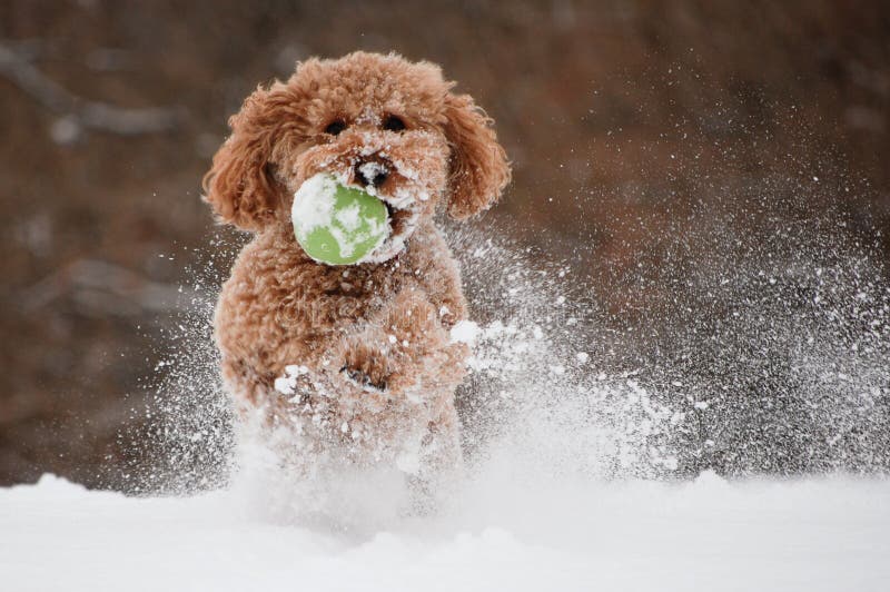 Het Spelen van de hond in de Sneeuw