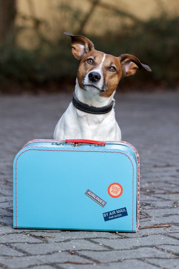 Hond met een blauwe zak royalty-vrije stock foto Hond met een blauwe zak royalty-vrije stock foto