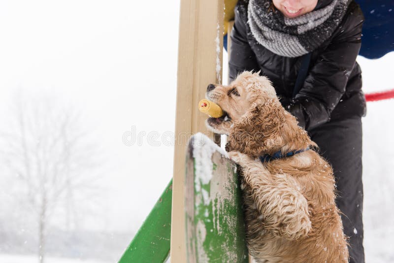 Hond met gele stok in tandenspel in openlucht royalty-vrije stock fotografie Hond met gele stok in tandenspel in openlucht royalty-vrije stock fotografie