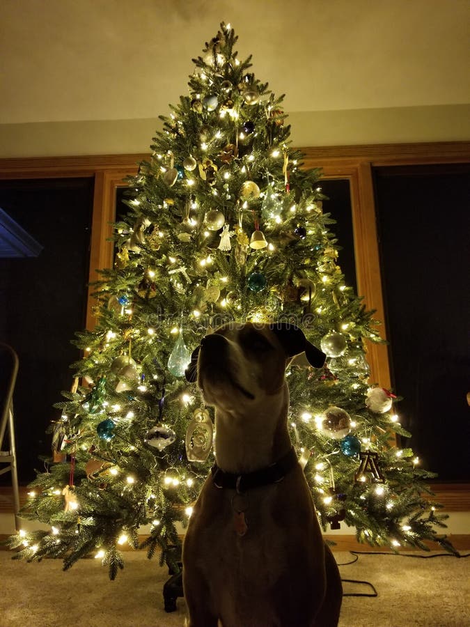 Hond met Kerstboom royalty-vrije stock afbeelding Hond met Kerstboom royalty-vrije stock afbeelding