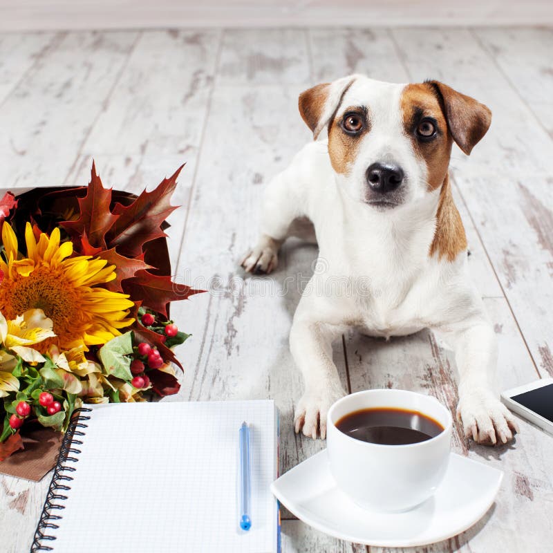 Hond met telefoon en koffie royalty-vrije stock foto Hond met telefoon en koffie royalty-vrije stock foto
