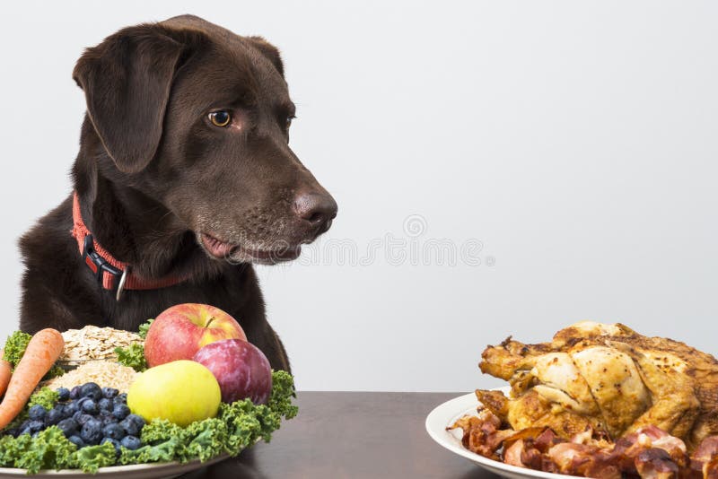 Hond met veganist en vleesvoedsel stock foto Hond met veganist en vleesvoedsel stock foto