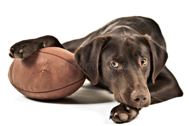 Hond met voetbal Hond met voetbal