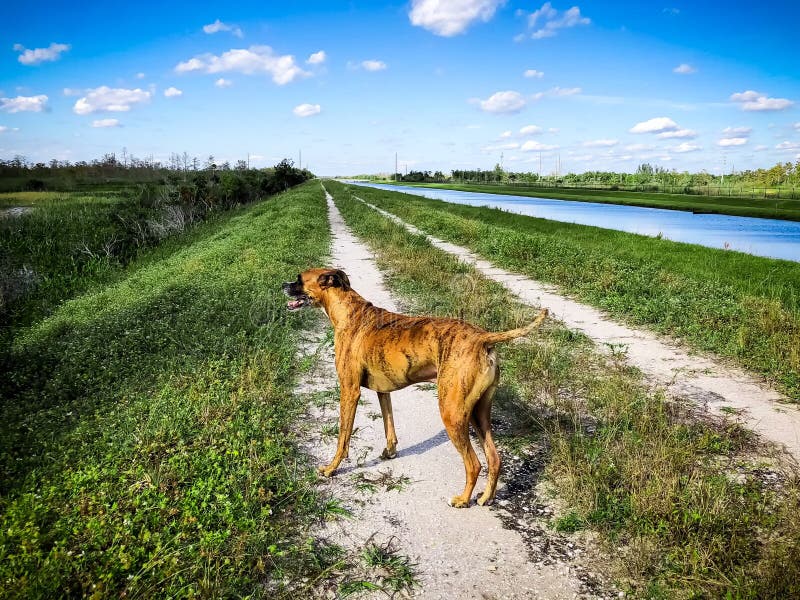 hond in moerassen van Florida stock fotografie hond in moerassen van Florida stock fotografie
