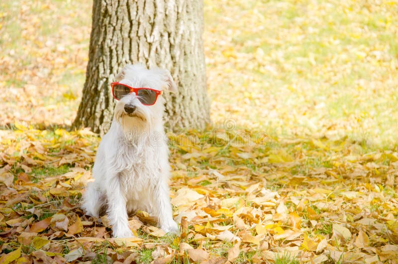 Hond op de de herfstzon royalty-vrije stock fotografie Hond op de de herfstzon royalty-vrije stock fotografie