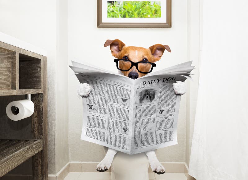 Hond op de lezingskrant van de toiletzetel royalty-vrije stock foto Hond op de lezingskrant van de toiletzetel royalty-vrije stock foto