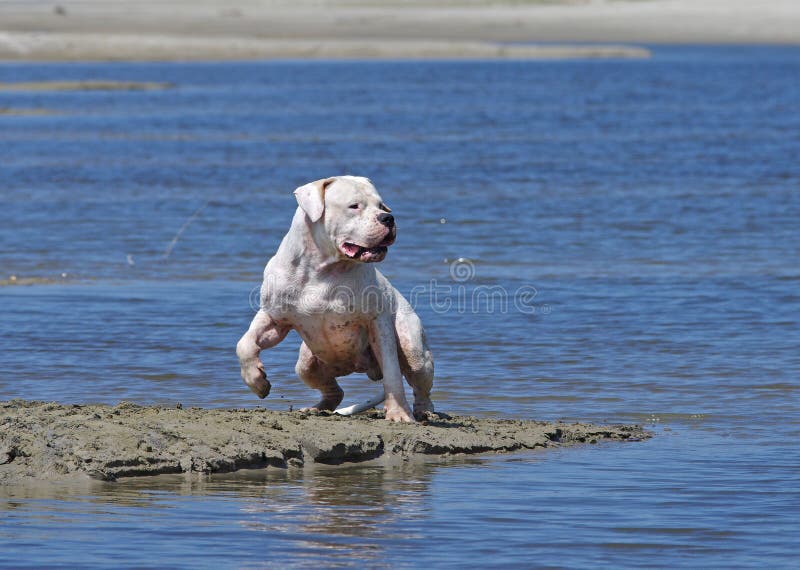 Hond opleiding royalty-vrije stock afbeeldingen Hond opleiding royalty-vrije stock afbeeldingen