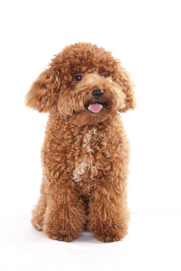 Hond - Poedel stock afbeelding. Image of bruin, grooming - 48211525