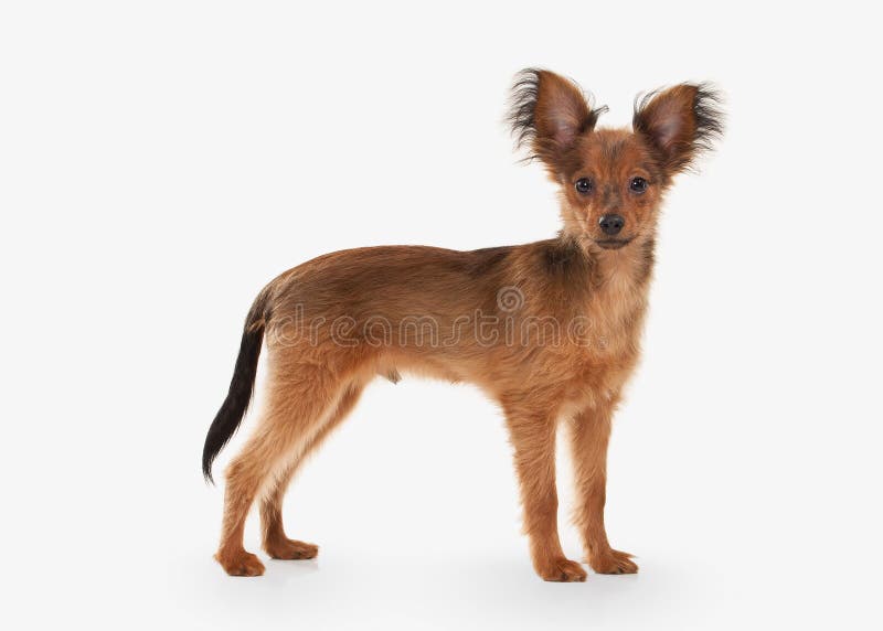 Hond Russisch stuk speelgoed terriërpuppy op witte achtergrond royalty-vrije stock fotografie Hond Russisch stuk speelgoed terriërpuppy op witte achtergrond royalty-vrije stock fotografie