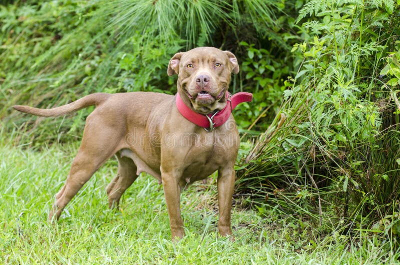 Hond van chocolade de Amerikaanse Pitbull Terrier met rode kraag royalty-vrije stock foto Hond van chocolade de Amerikaanse Pitbull Terrier met rode kraag royalty-vrije stock foto