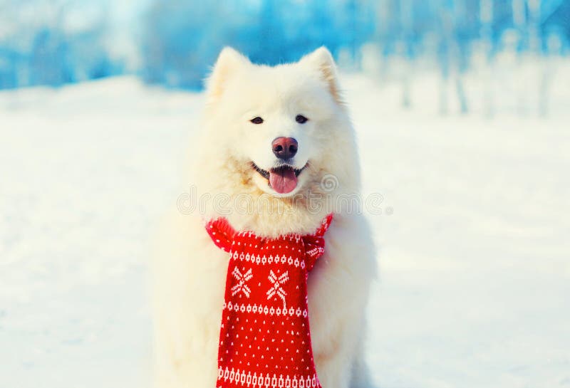 Winter white Samoyed dog in red scarf on snow. Winter white Samoyed dog in red scarf on snow