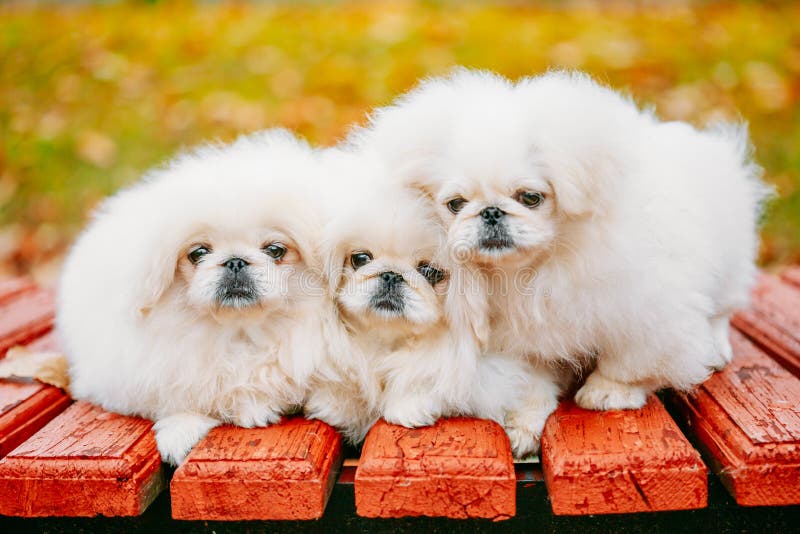 Hond van het drie de Witte van de de Pekineespekinees van de Puppypekinees Jongenpuppy royalty-vrije stock afbeeldingen Hond van het drie de Witte van de de Pekineespekinees van de Puppypekinees Jongenpuppy royalty-vrije stock afbeeldingen