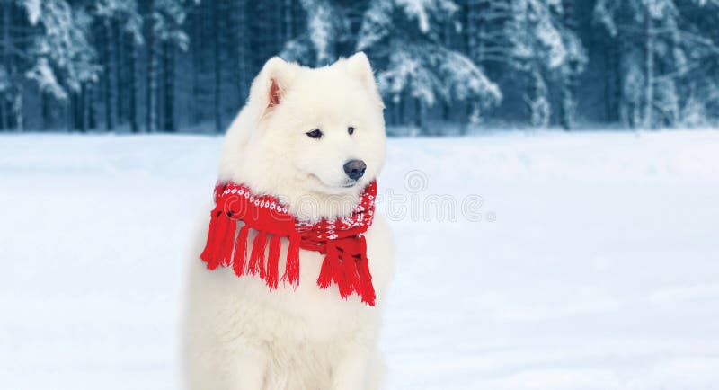 Winter portrait white Samoyed dog in red scarf sits on snow in winter day. Winter portrait white Samoyed dog in red scarf sits on snow in winter day