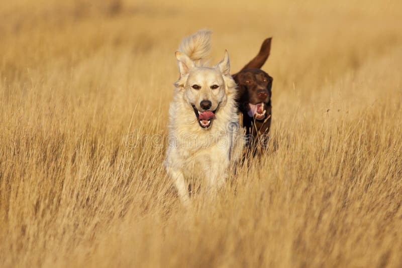 Honden die bij Gouden Uur lopen royalty-vrije stock foto's Honden die bij Gouden Uur lopen royalty-vrije stock foto's