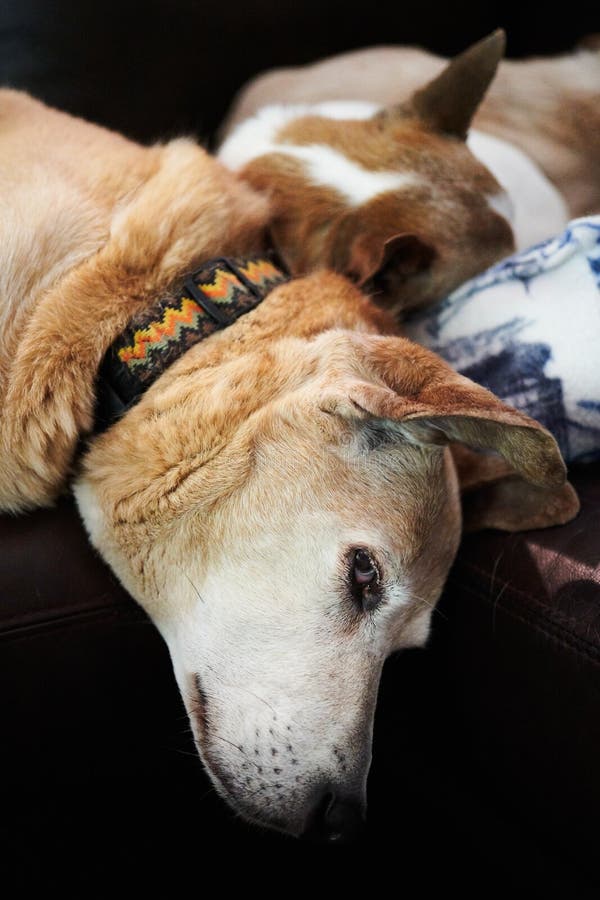 Honden die op een laag slapen stock foto Honden die op een laag slapen stock foto