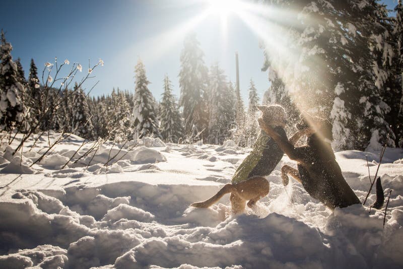 Honden die in sneeuw onder zon spelen stock afbeelding Honden die in sneeuw onder zon spelen stock afbeelding