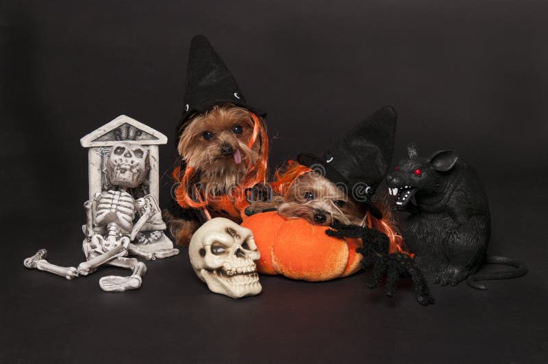 Yorkshire terrier dogs wearing witch hat. Yorkshire terrier dogs wearing witch hat