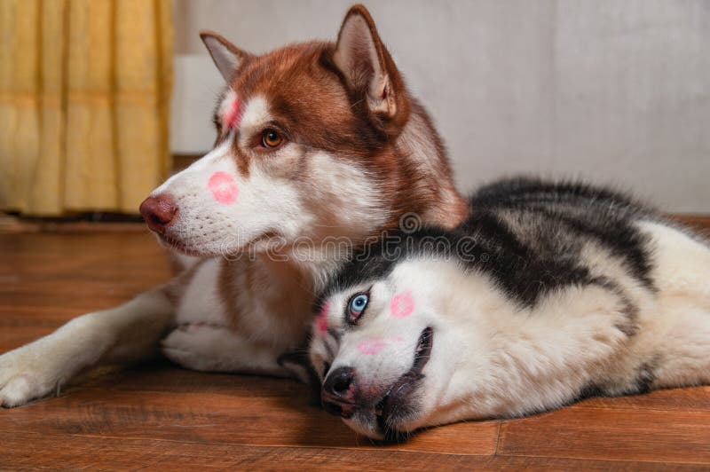 Dogs with red lipstick marks kiss on his heads. Siberian husky lying on the floor side by side. Concept of love, tenderness and pampered cute pet. Dogs with red lipstick marks kiss on his heads. Siberian husky lying on the floor side by side. Concept of love, tenderness and pampered cute pet.