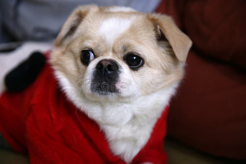 Honden met rode kleren royalty-vrije stock foto Honden met rode kleren royalty-vrije stock foto