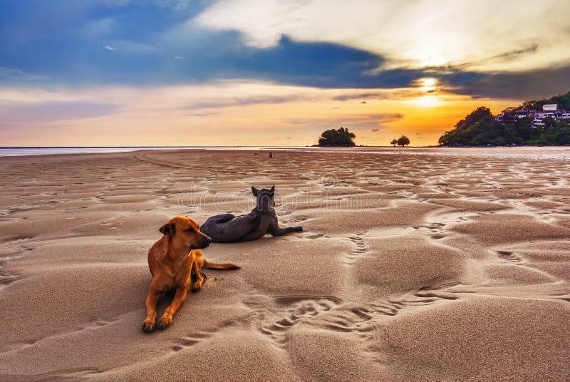 Honden op het strand bij zonsondergang stock fotografie Honden op het strand bij zonsondergang stock fotografie