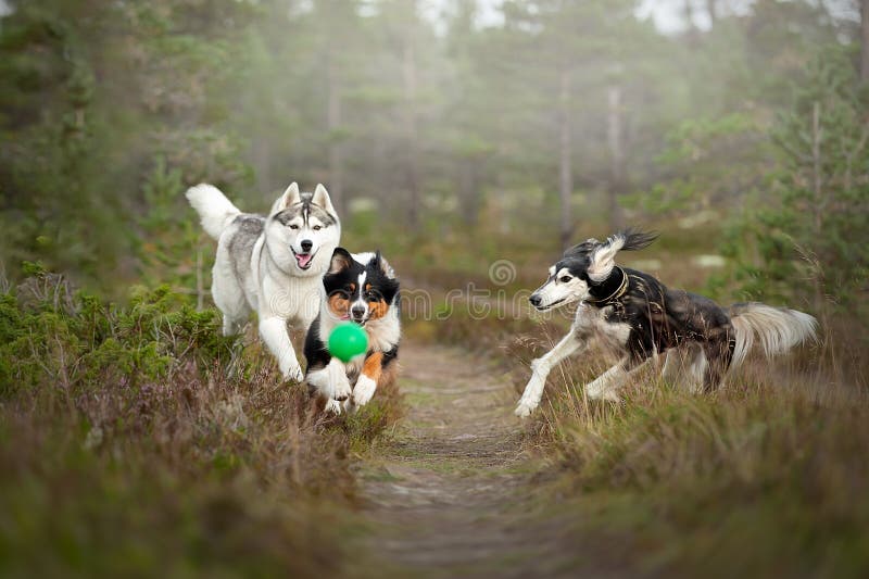 Honden spelen in het bos stock afbeelding
