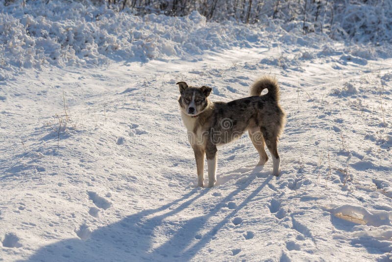 Honden spelen in de sneeuw in de winter royalty-vrije stock afbeelding
