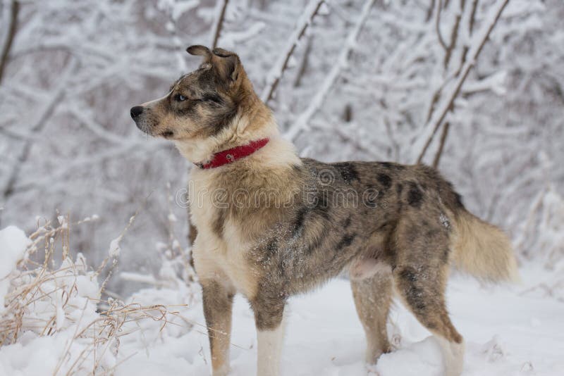 Honden spelen in de sneeuw in de winter stock fotografie