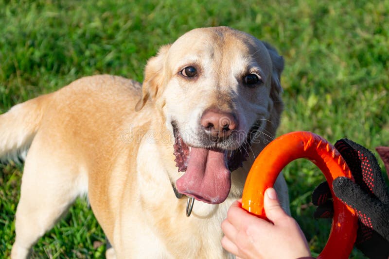 Honden spelen met bal en ring. Labrador. royalty-vrije stock afbeeldingen