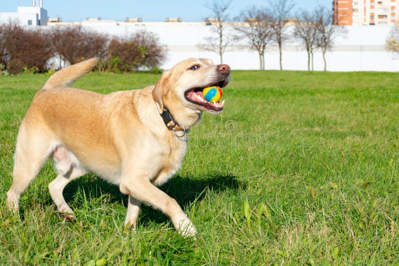 Honden spelen met bal en ring. Labrador. stock fotografie
